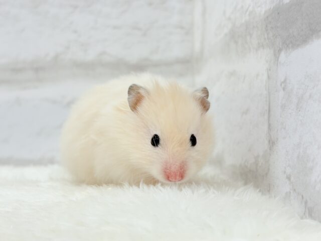 ゴールデンハムスター