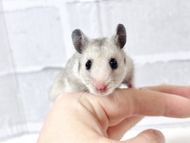 ゴールデンハムスター