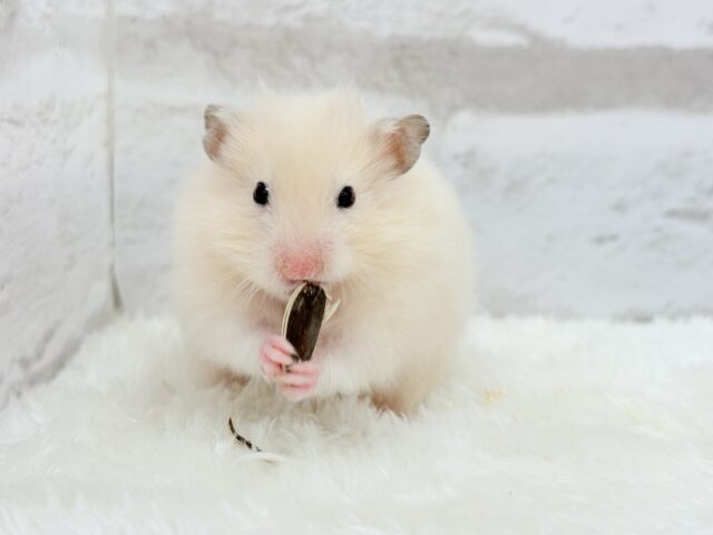 ゴールデンハムスター