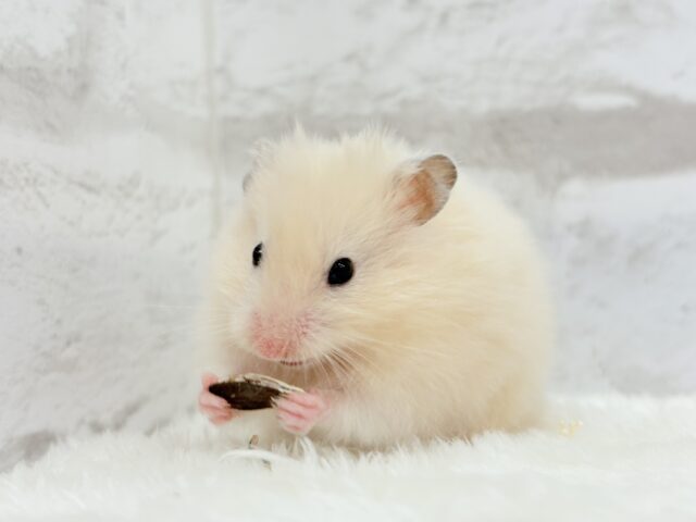 ゴールデンハムスター