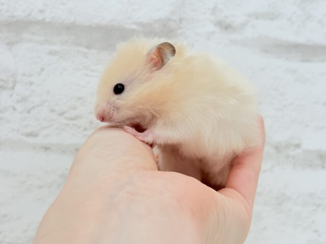 ゴールデンハムスター