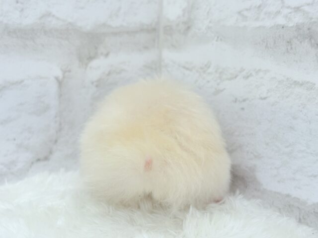 ゴールデンハムスター