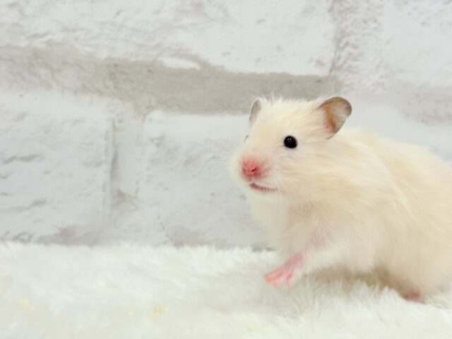 ゴールデンハムスター