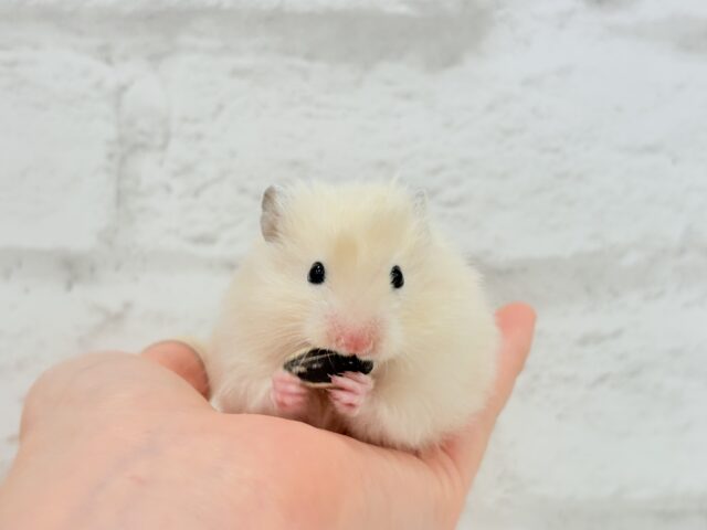 ゴールデンハムスター