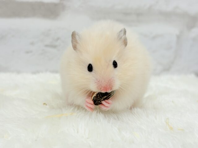 ゴールデンハムスター