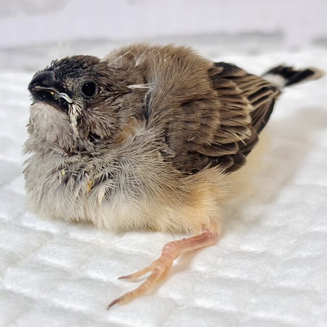 錦花鳥（キンカチョウ）