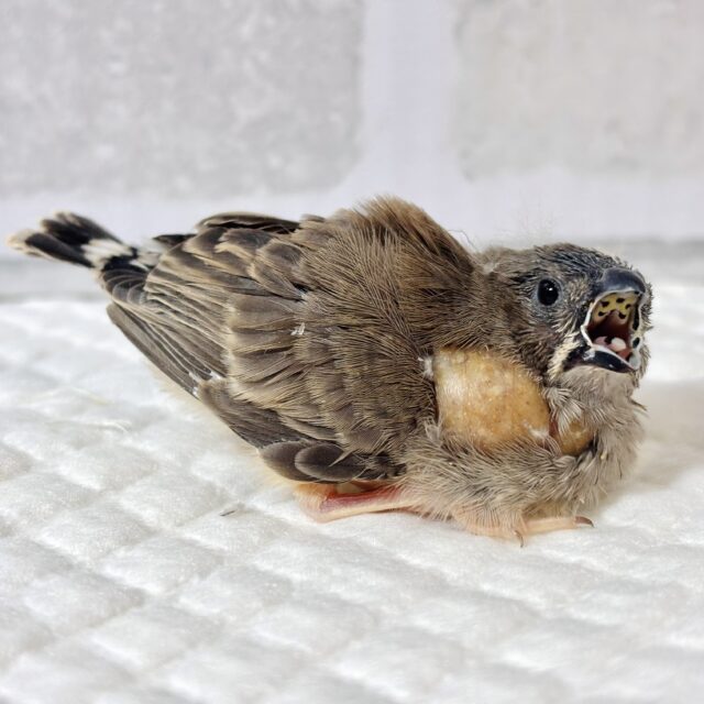 錦花鳥（キンカチョウ）