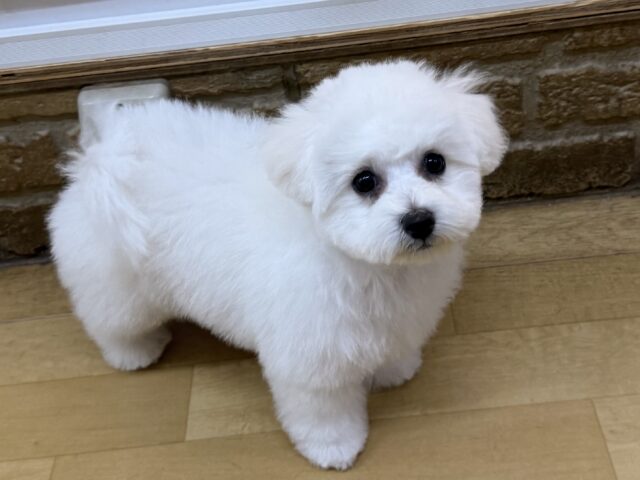 ビションフリーゼ