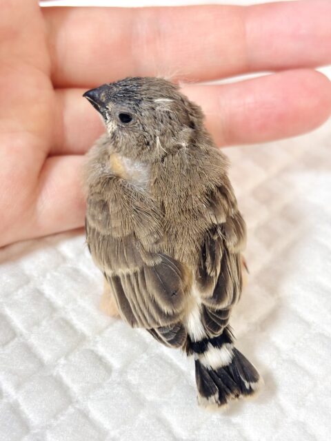 錦花鳥（キンカチョウ）