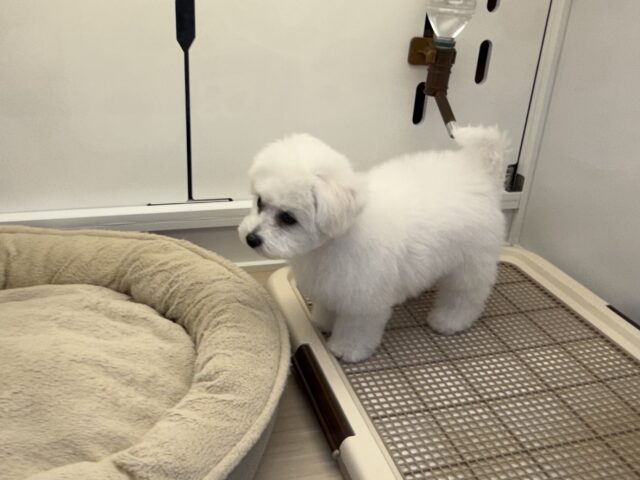 ビションフリーゼ