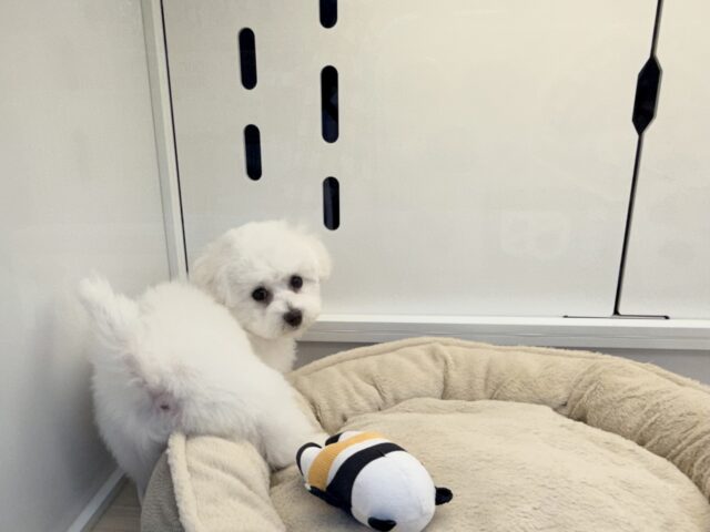 ビションフリーゼ