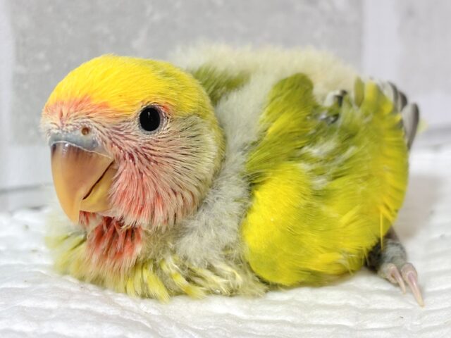 コザクラインコ（小桜インコ）