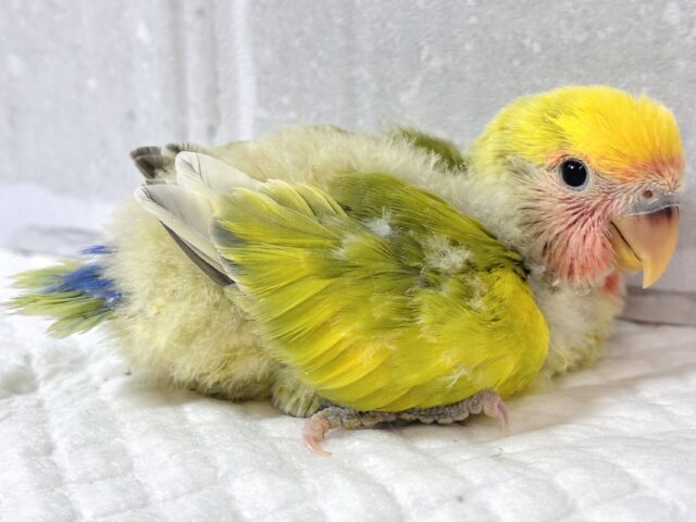 コザクラインコ（小桜インコ）