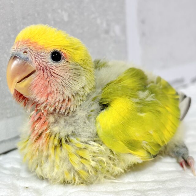 コザクラインコ（小桜インコ）