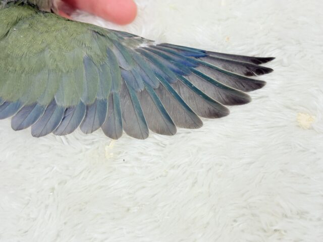 コザクラインコ（小桜インコ）