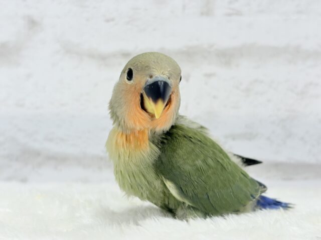 コザクラインコ（小桜インコ）