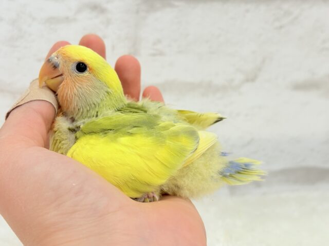 コザクラインコ（小桜インコ）