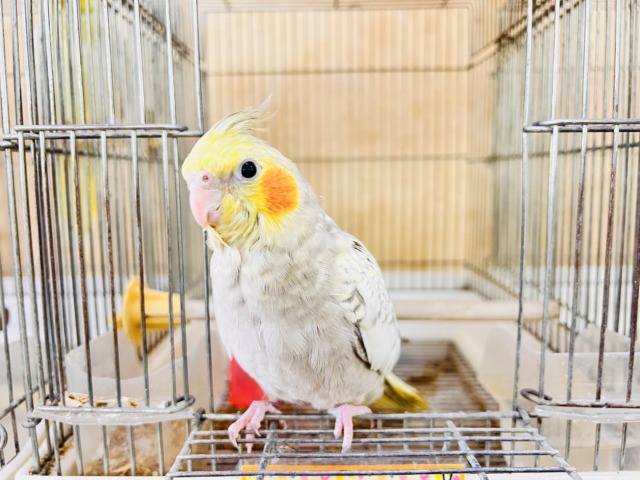オカメインコ