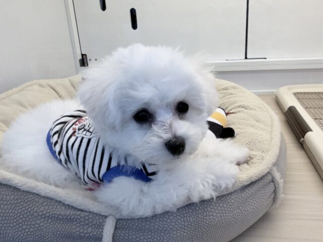 ビションフリーゼ