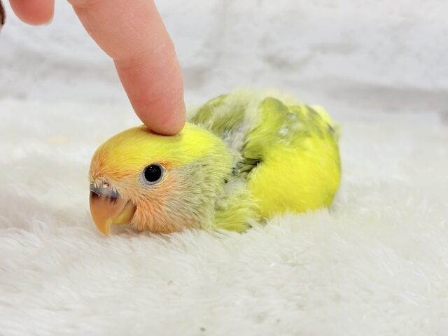 コザクラインコ（小桜インコ）