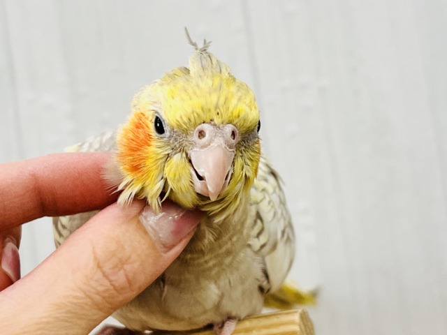 オカメインコ