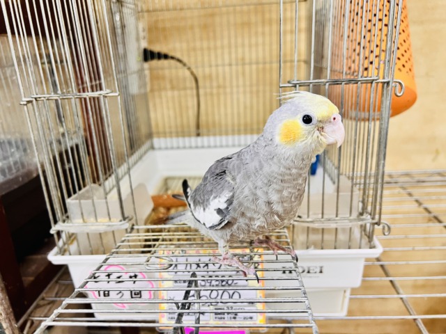 オカメインコ