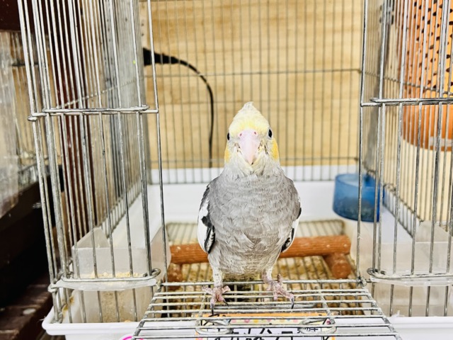 オカメインコ
