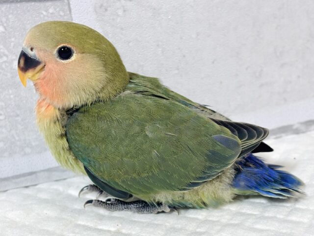 コザクラインコ（小桜インコ）