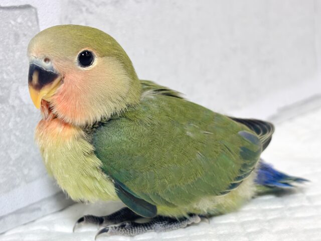 コザクラインコ（小桜インコ）