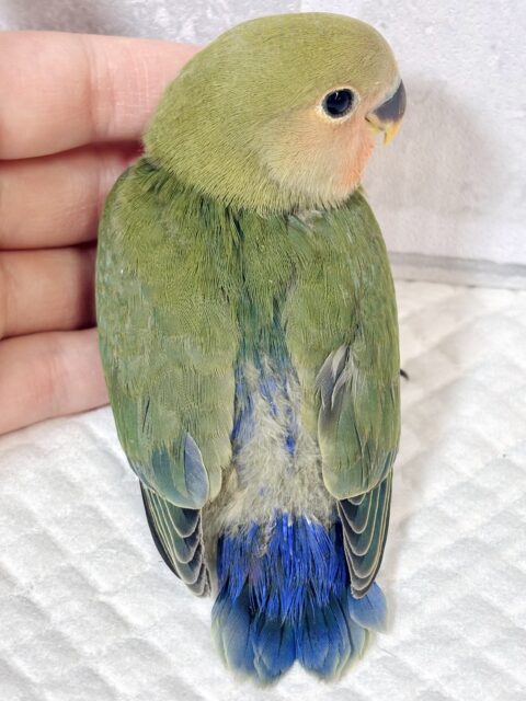 コザクラインコ（小桜インコ）