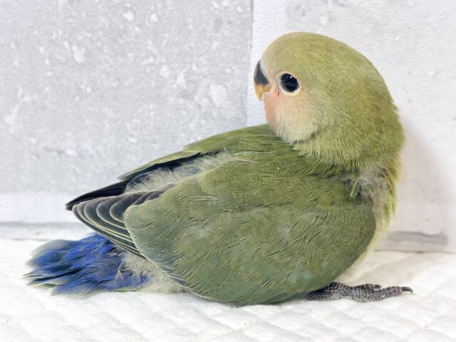コザクラインコ（小桜インコ）