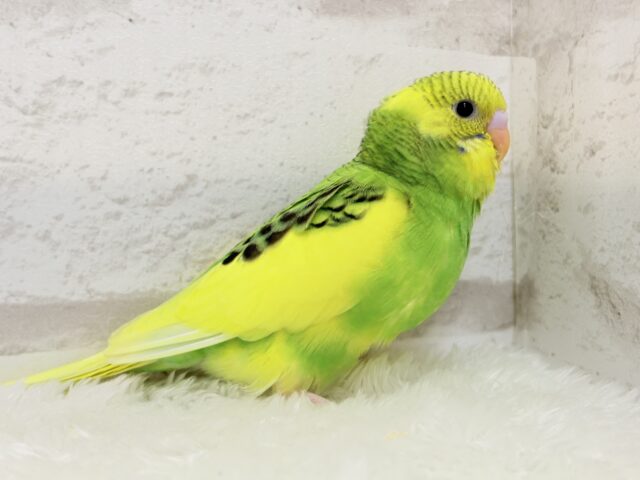 セキセイインコ