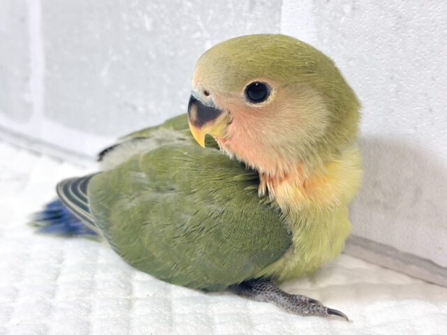 コザクラインコ（小桜インコ）