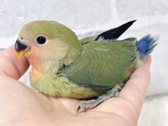 コザクラインコ（小桜インコ）
