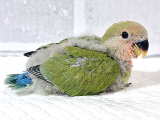 コザクラインコ（小桜インコ）