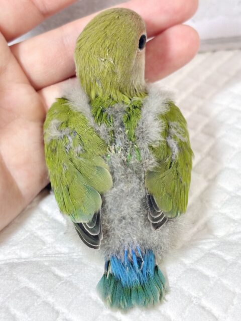 コザクラインコ（小桜インコ）