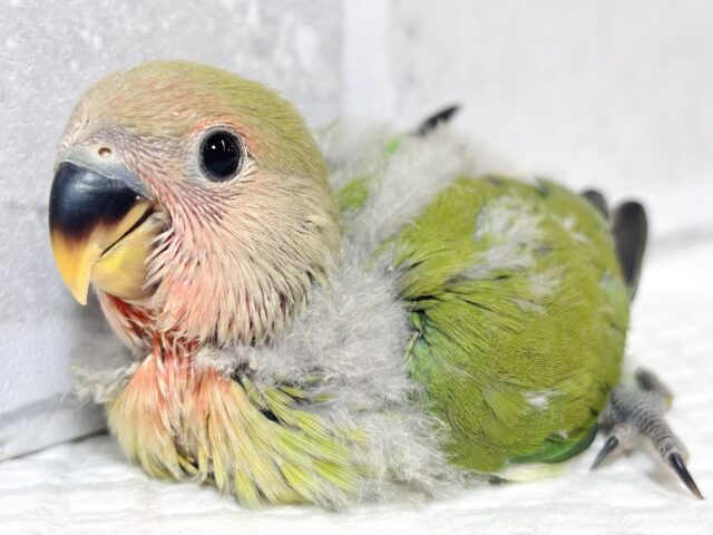 コザクラインコ（小桜インコ）