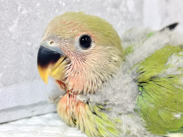 コザクラインコ（小桜インコ）