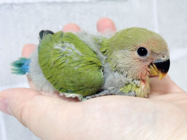 コザクラインコ（小桜インコ）