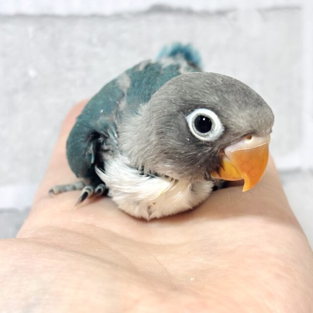 ボタンインコ