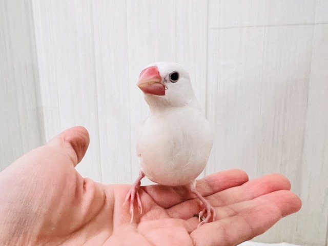白文鳥