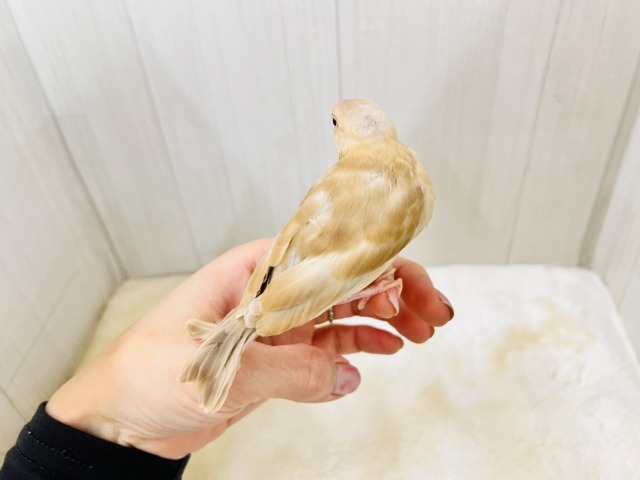 シナモン文鳥