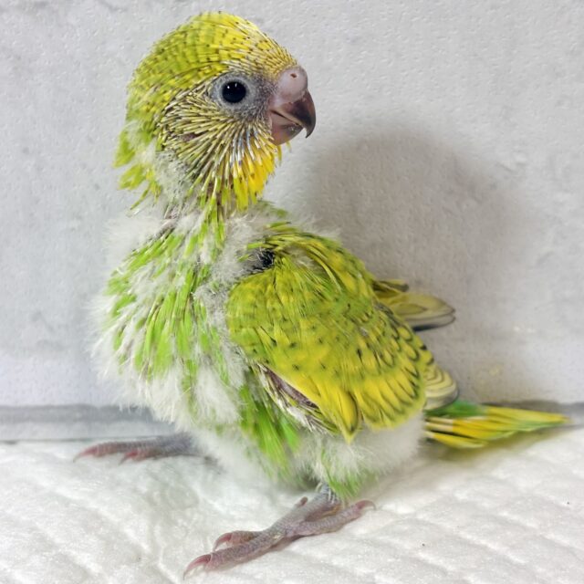 セキセイインコ