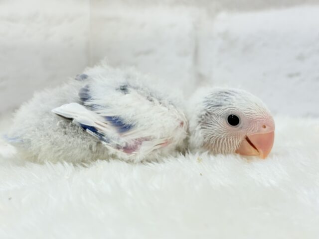 コザクラインコ（小桜インコ）