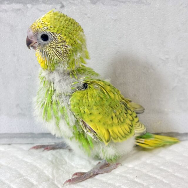 セキセイインコ