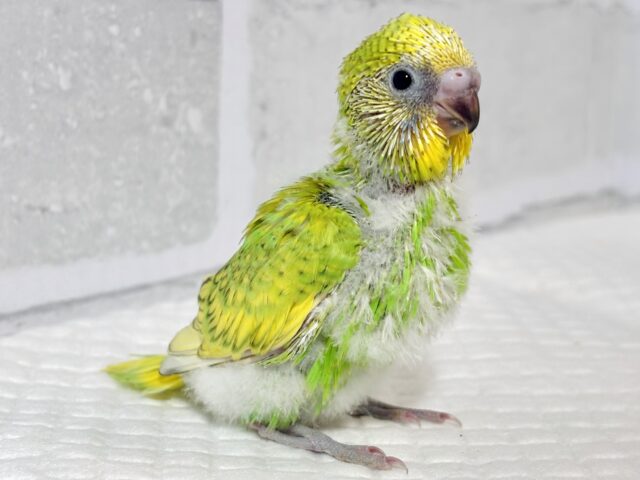 セキセイインコ