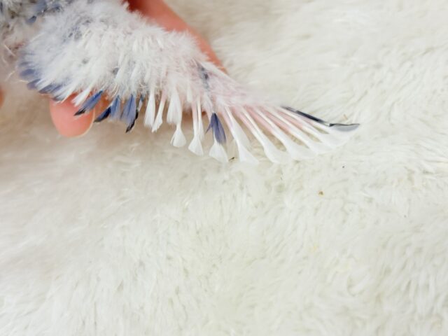 コザクラインコ（小桜インコ）