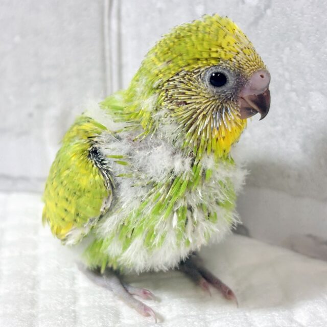 セキセイインコ