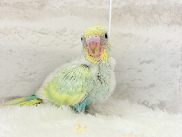 セキセイインコ