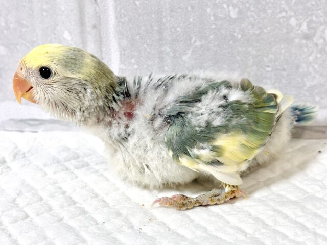 コザクラインコ（小桜インコ）